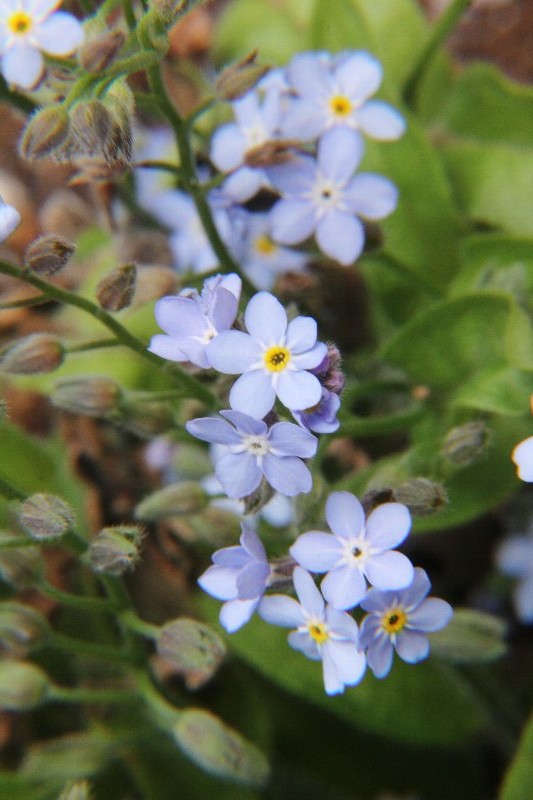 ワスレナグサ・忘れな草