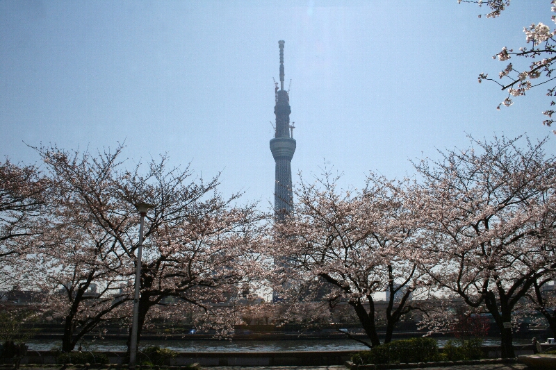 墨堤の桜と東京スカイツリー