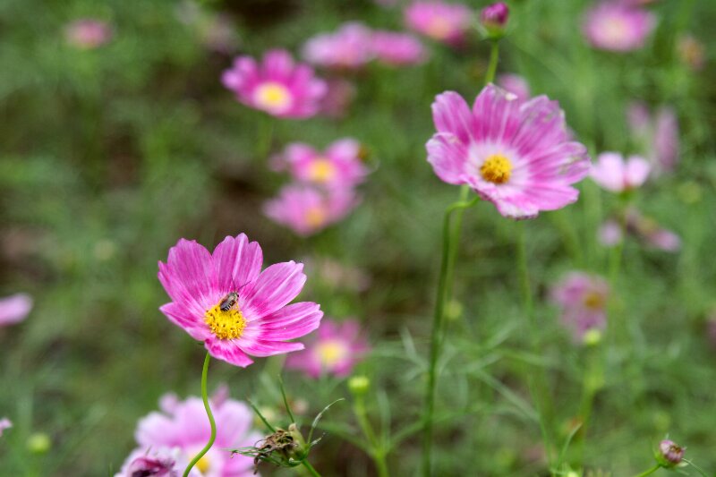 コスモス・秋桜