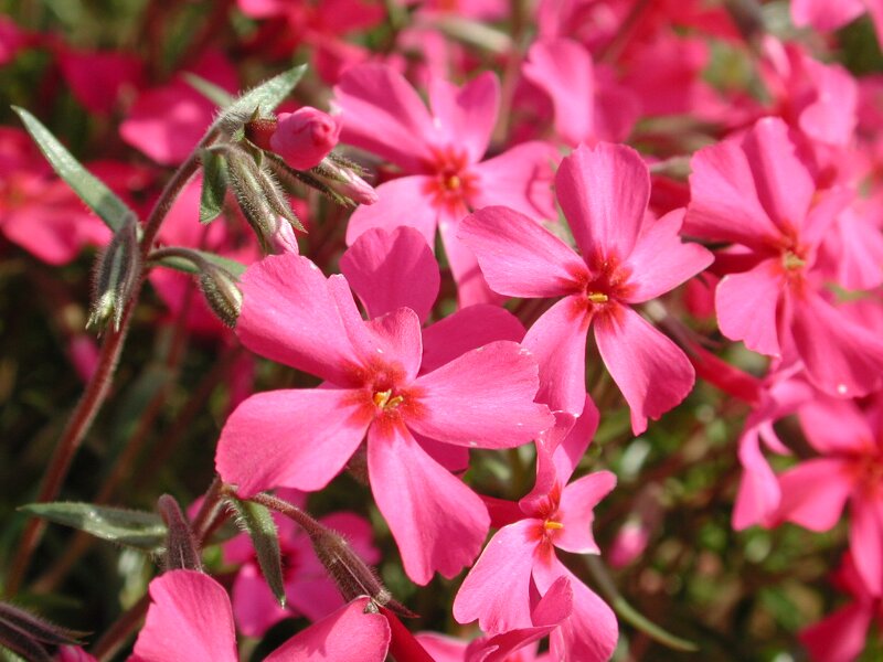 シバザクラ・芝桜