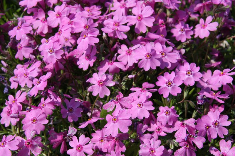 シバザクラ・芝桜