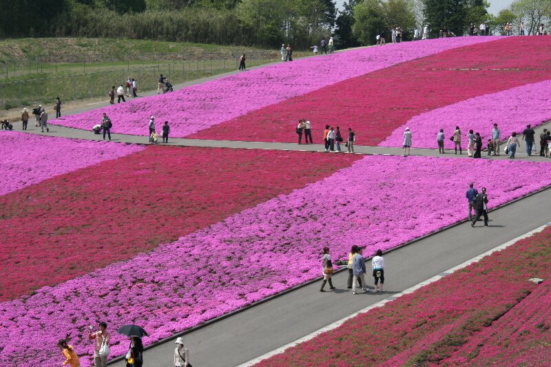 シバザクラ・芝桜