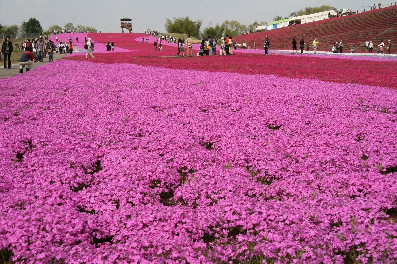 シバザクラ・芝桜