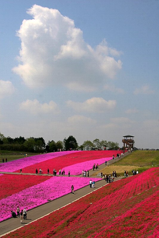 シバザクラ・芝桜