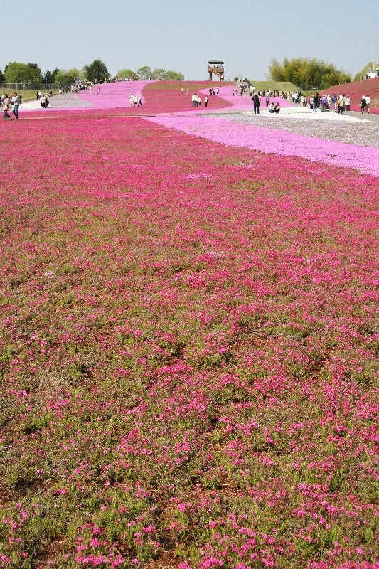 シバザクラ・芝桜