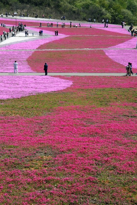 シバザクラ・芝桜