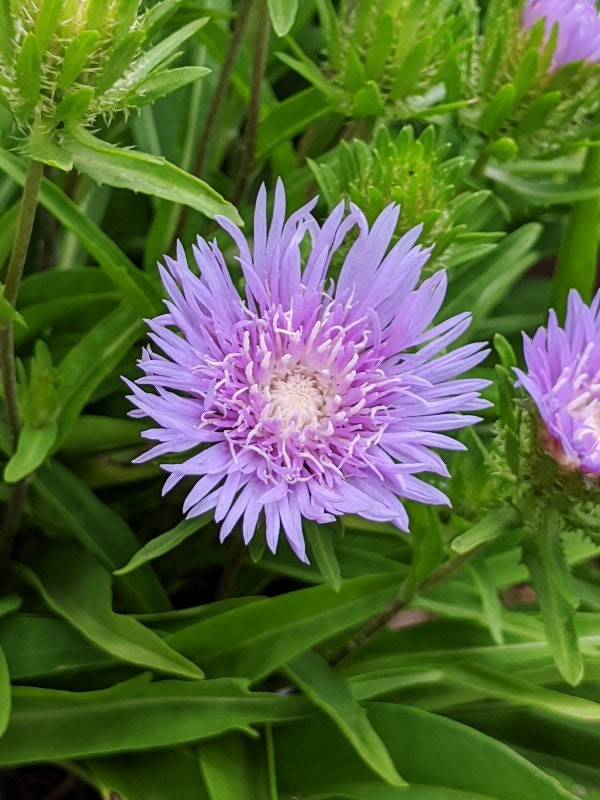 ストケシア・瑠璃菊