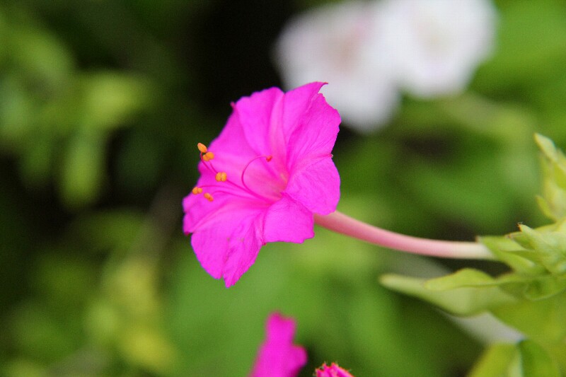 オシロイバナ・白粉花