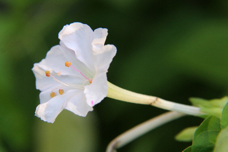 オシロイバナ・白粉花