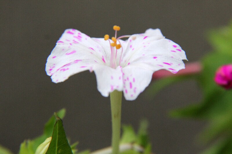 オシロイバナ・白粉花