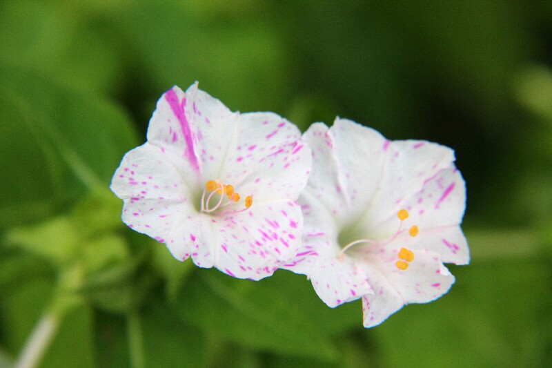 オシロイバナ・白粉花