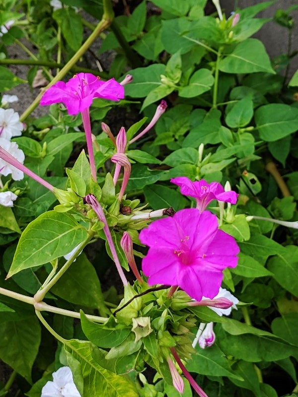 オシロイバナ・白粉花