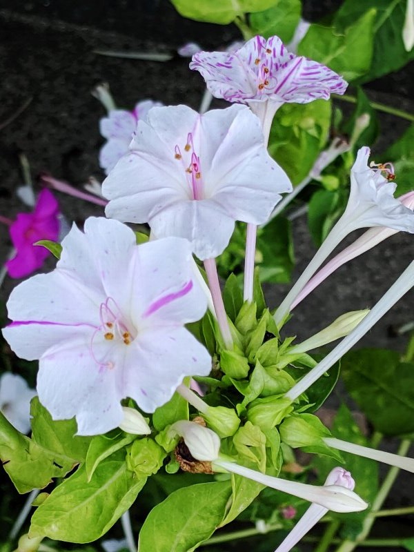 オシロイバナ・白粉花