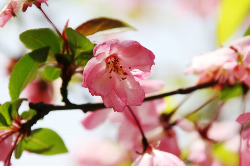 ハナカイドウ・花海棠