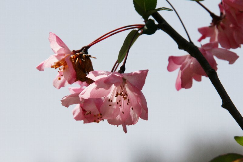 ハナカイドウ・花海棠