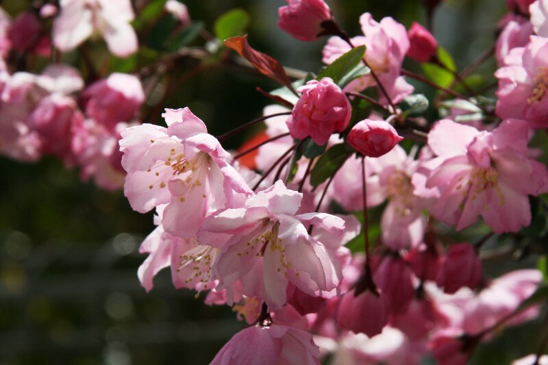 ハナカイドウ・花海棠