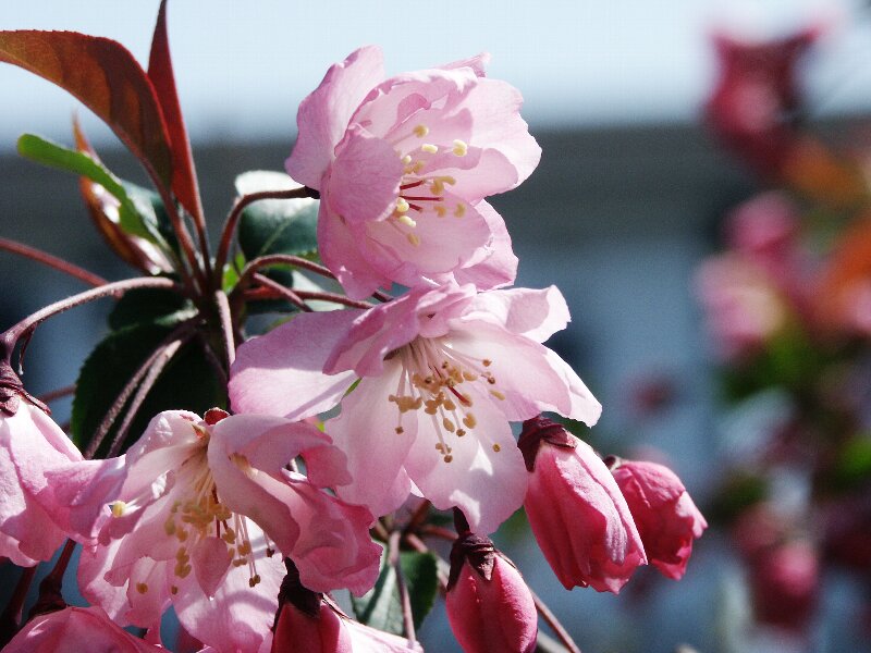 ハナカイドウ・花海棠