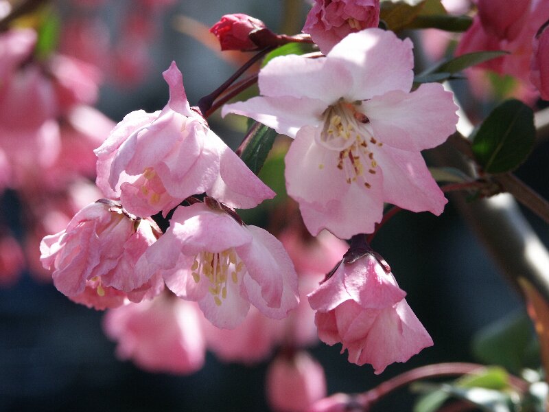 ハナカイドウ・花海棠