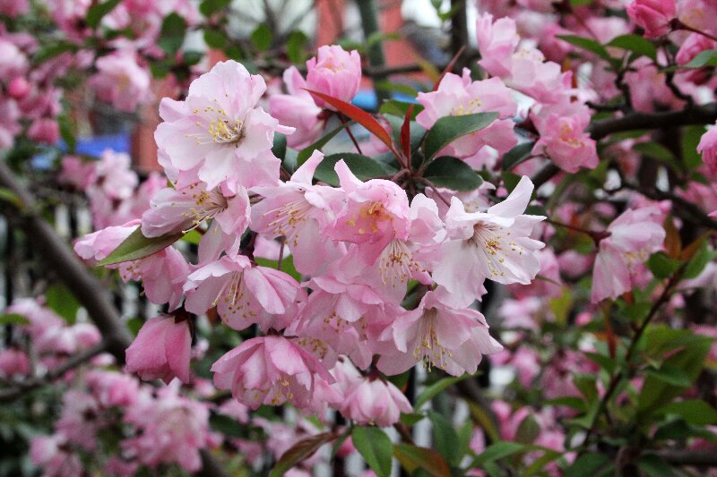 ハナカイドウ・花海棠