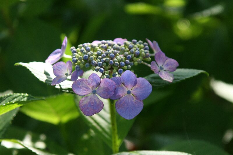 アジサイ・紫陽花