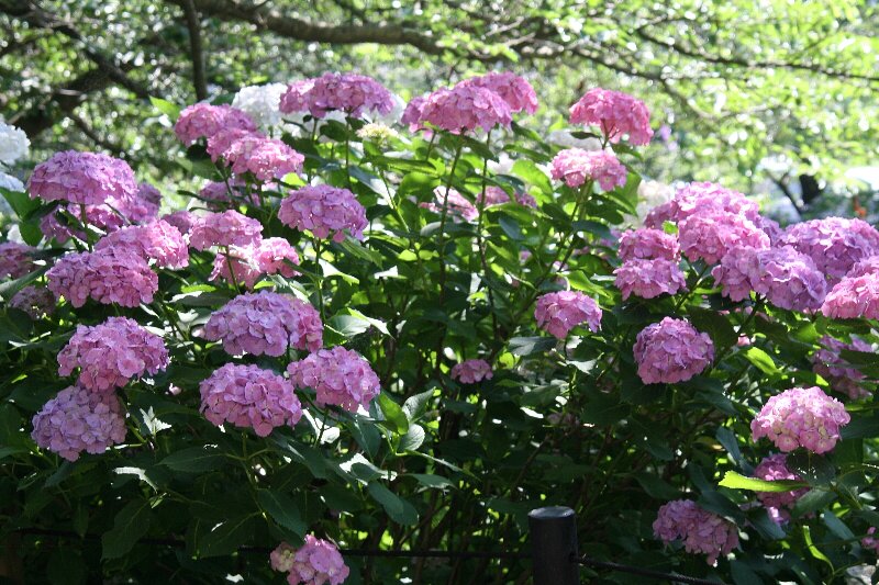 アジサイ・紫陽花