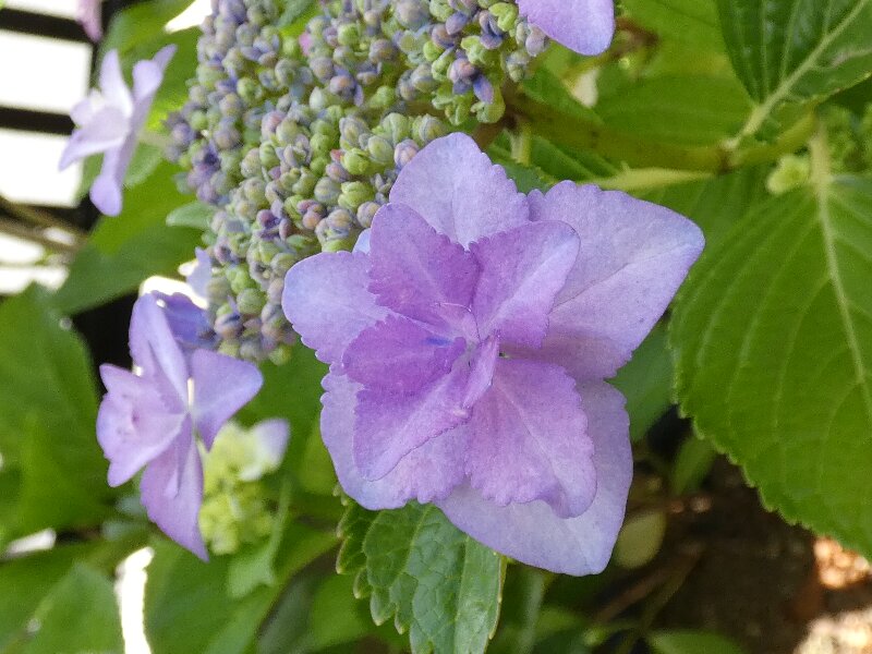 アジサイ・紫陽花