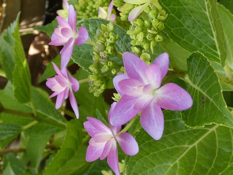 アジサイ・紫陽花