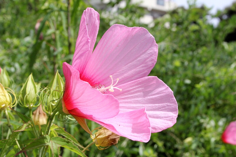 ムクゲ・木槿