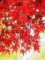 紅葉16