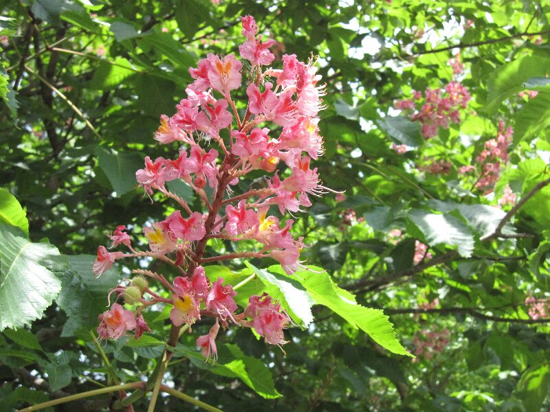 ベニバナトチノキ・紅花栃の木