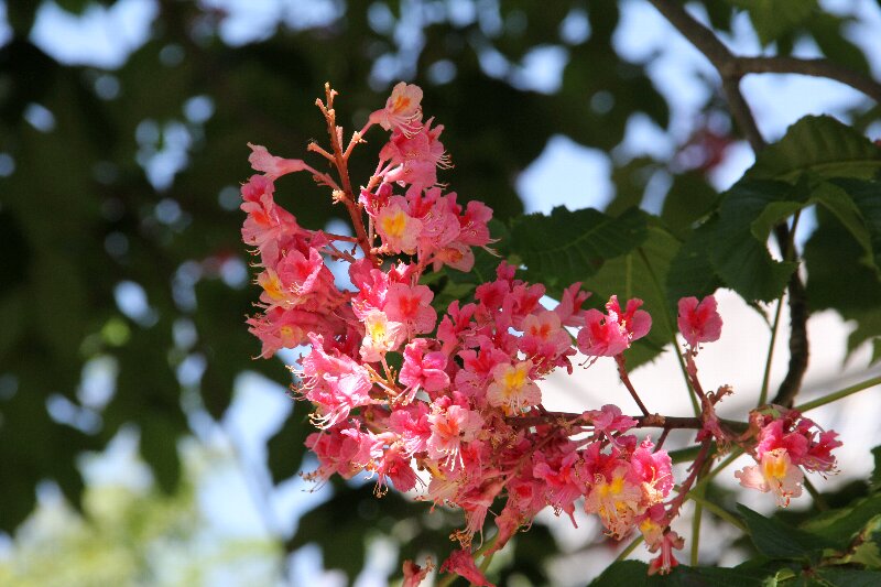 ベニバナトチノキ・紅花栃の木