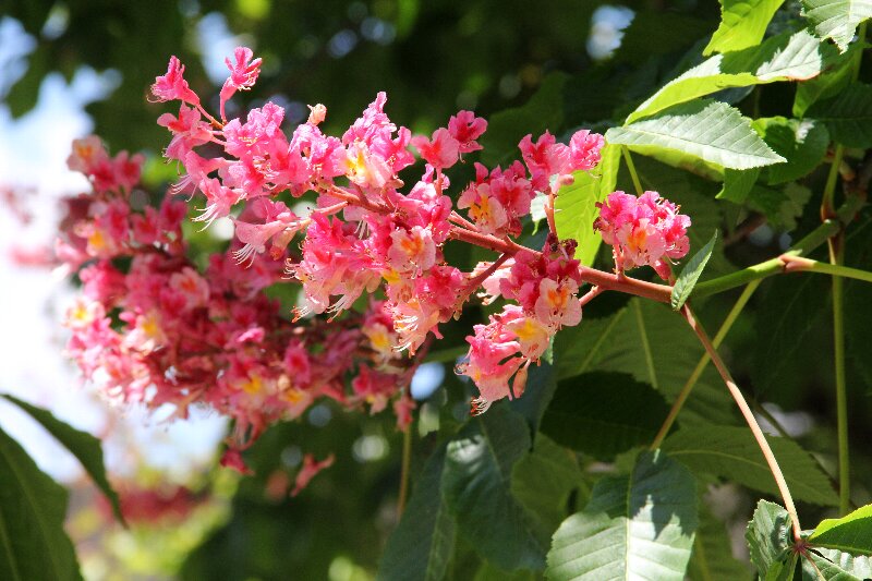 ベニバナトチノキ・紅花栃の木