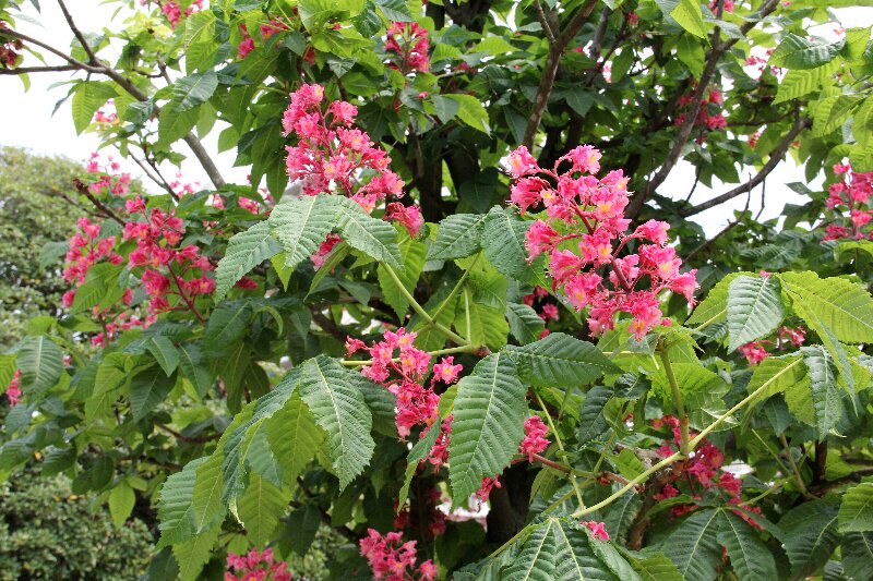 ベニバナトチノキ・紅花栃の木