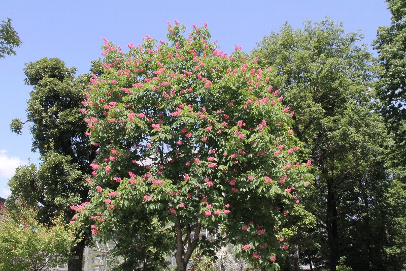 ベニバナトチノキ・紅花栃の木